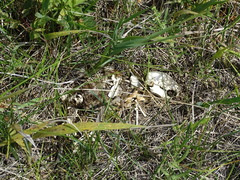 Urocitellus richardsonii