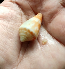 Conasprella dictator