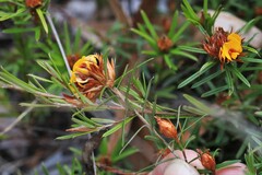 Pultenaea robusta