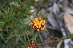Pultenaea robusta