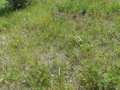 Urocitellus richardsonii