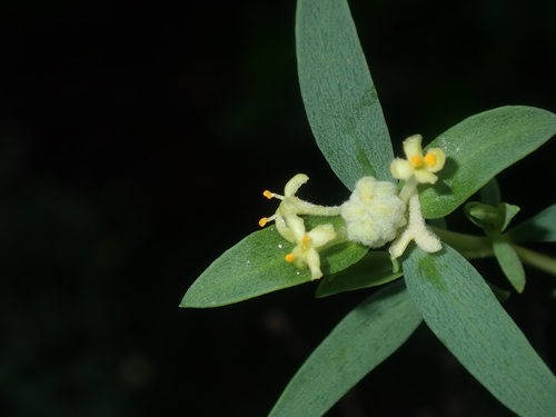 Image of Pimelea microcephala by (c) Thomas Mesaglio, some rights reserved (CC BY)