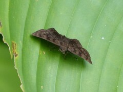 Pellicia arina