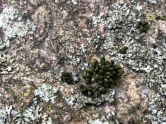 Orthotrichum strangulatum