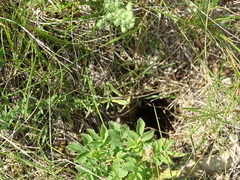 Urocitellus richardsonii