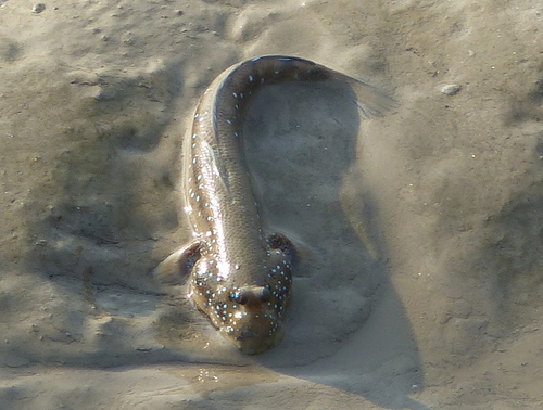 Boleophthalmus pectinirostris
