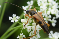Xestoleptura