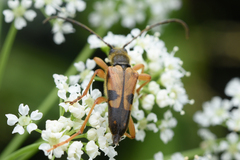 Xestoleptura
