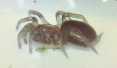 Microhexura montivaga