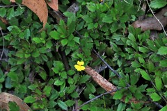 Goodenia rotundifolia