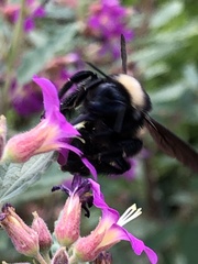 Bombus pensylvanicus
