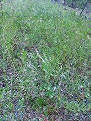 Astragalus melilotoides