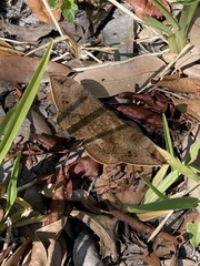 Hemeroblemma opigena