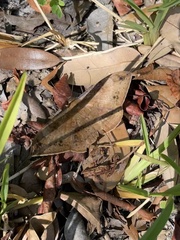 Hemeroblemma opigena