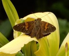 Epargyreus clarus