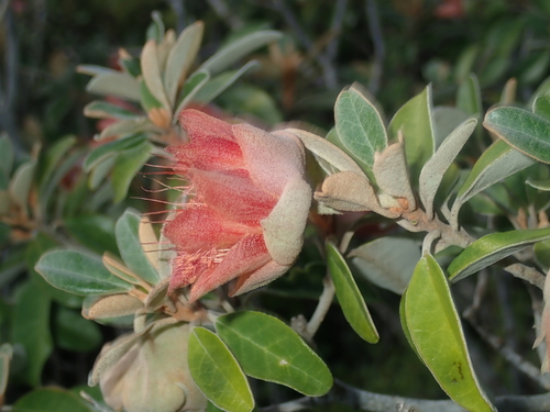 Image of Diplolaena grandiflora by (c) Thomas Mesaglio, some rights reserved (CC BY)