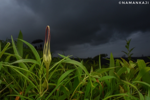 Ceropegia attenuata