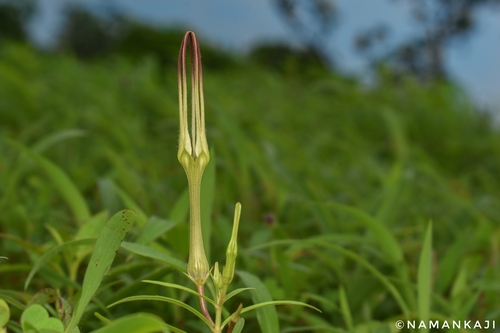 Ceropegia attenuata