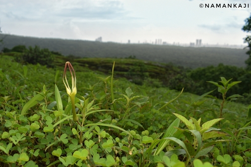 Ceropegia attenuata