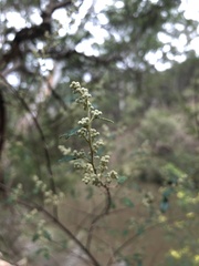 Pomaderris racemosa