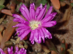 Carpobrotus virescens