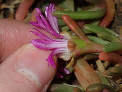 Carpobrotus virescens