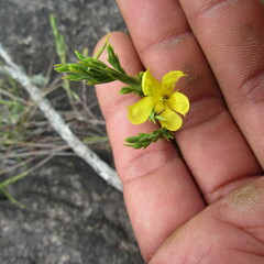 Hypericum juniperinum