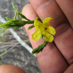 Hypericum juniperinum