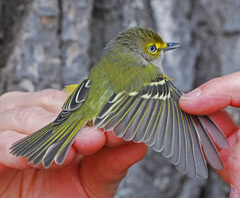 White-Eyed Vireo photo 6