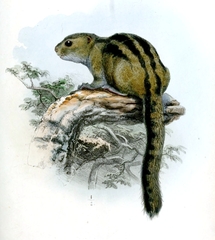 Lady Burton's Rope Squirrel photo 2