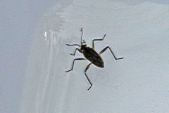 Gerromorpha