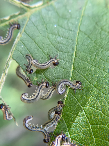 Striped alder sawfly photo 2