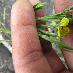 Hypericum juniperinum