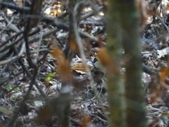 Pipilo maculatus macronyx