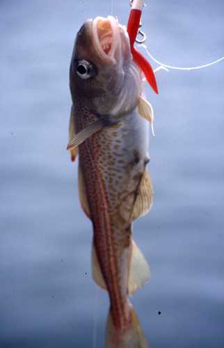 Bakalar (Gadus morhua)