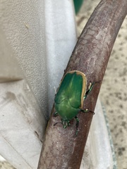 Cotinis mutabilis