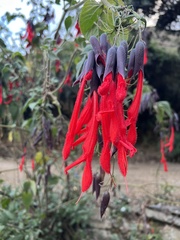 Salvia dombeyi