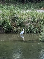 Ardea cinerea