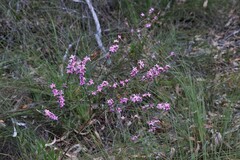 Boronia hapalophylla
