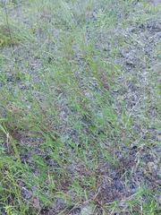 Cleistogenes kitagawae