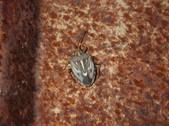 Dippilana membranacea