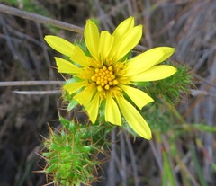 Cullumia reticulata