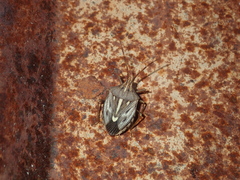 Dippilana membranacea