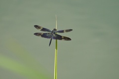 Rhyothemis regia