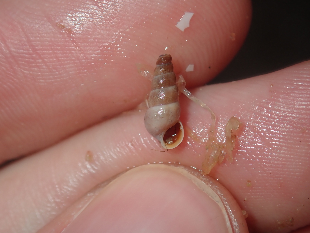 Coxiella striatula
