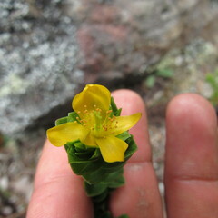 Hypericum mexicanum