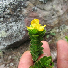 Hypericum mexicanum