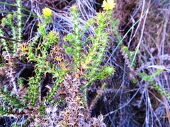 Cullumia reticulata