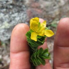 Hypericum mexicanum