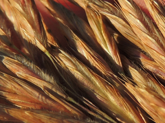 Bromus ciliatus